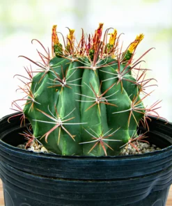 Southwest Barrel Cactus