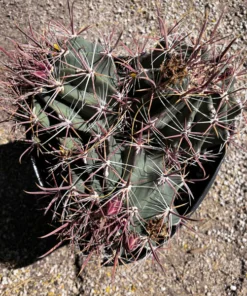 Gold Spine Southwest Barrel Cactus