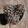 Southwest Barrel Cactus