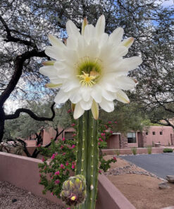 Trichocereus Pachanoi