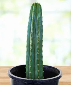 Trichocereus Pachanoi