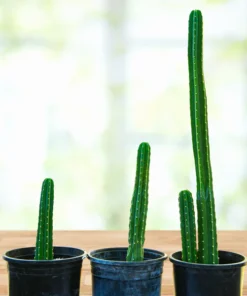 Trichocereus Pachanoi