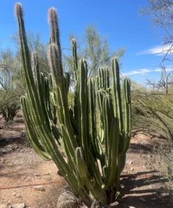 Senita Cactus