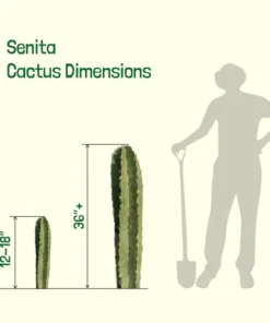 Senita Cactus
