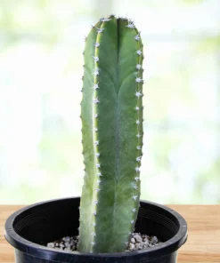 Senita Cactus