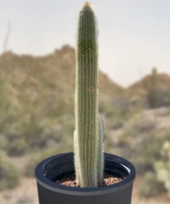 Silver Torch Cactus