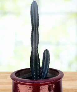 Peruvian Apple Cactus