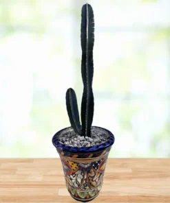 Peruvian Apple Cactus