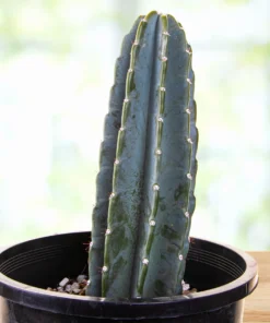 Peruvian Apple Cactus