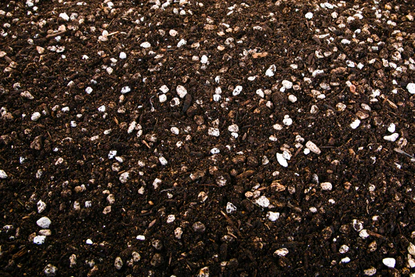 Cactus and Succulent Growers Soil