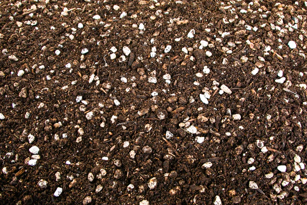 Cactus and Succulent Growers Soil