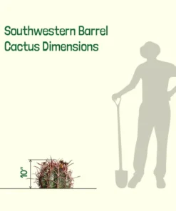 Southwest Barrel Cactus