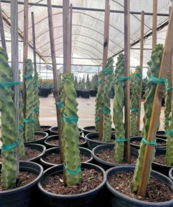 Spiral Totem Pole Cactus