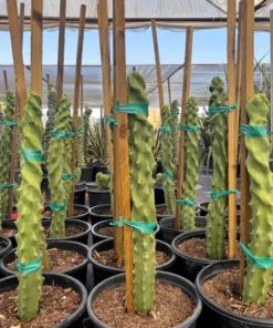Spiral Totem Pole Cactus