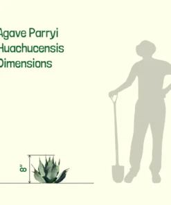 Agave Parryi Huachucensis