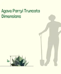 Agave Parryi Truncata