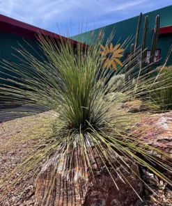 Mexican Grass Tree