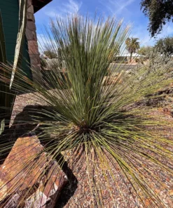 Mexican Grass Tree