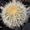 Golden Barrel Cactus var. albispinus