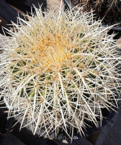 Golden Barrel Cactus var. albispinus