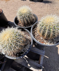 Golden Barrel Cactus var. albispinus