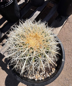 Golden Barrel Cactus var. albispinus