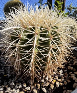 Golden Barrel Cactus var. albispinus
