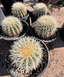 Golden Barrel Cactus var. albispinus