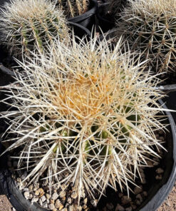 Golden Barrel Cactus var. albispinus