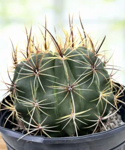 Candy Barrel Cactus