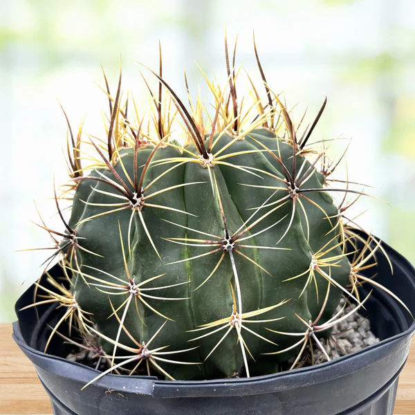 Candy Barrel Cactus