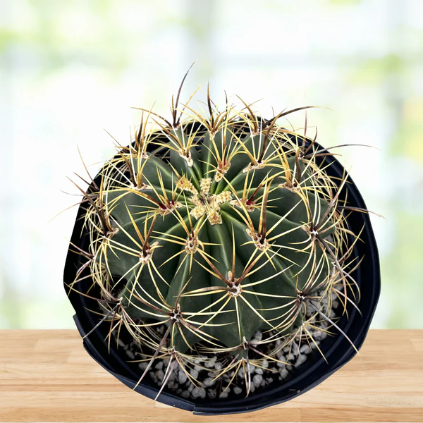 Candy Barrel Cactus