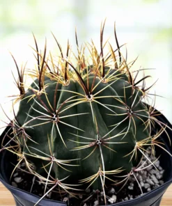 Candy Barrel Cactus