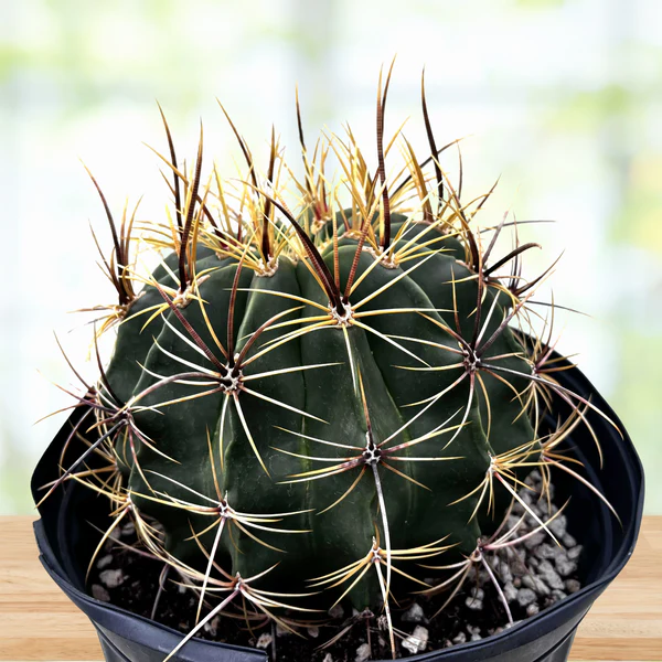 Candy Barrel Cactus