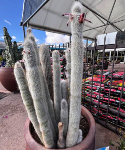 Silver Torch Cactus