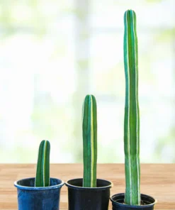Mexican Fence Post Cactus