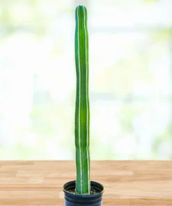 Mexican Fence Post Cactus