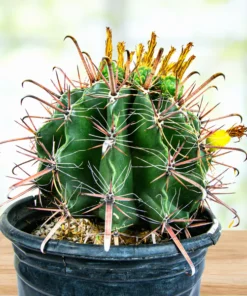 Ferocactus herrerae