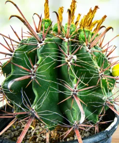 Ferocactus herrerae
