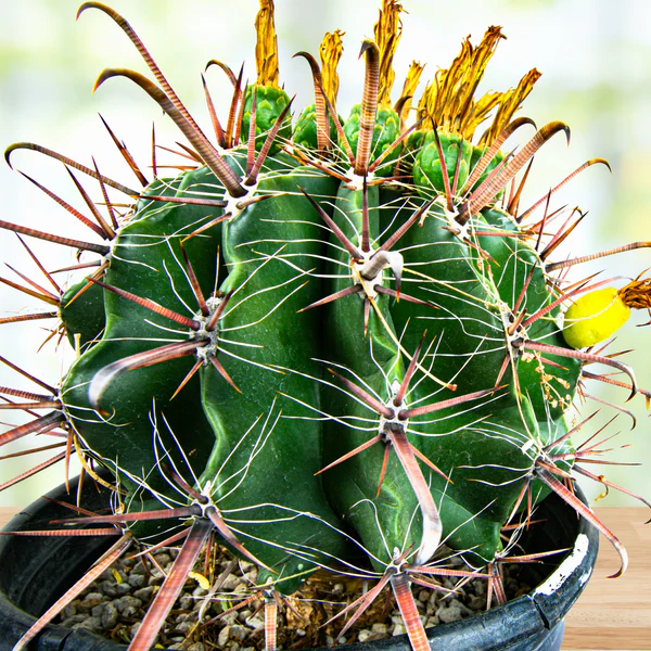 Ferocactus herrerae