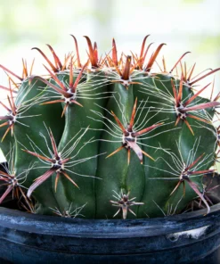 Ferocactus herrerae