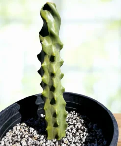 Spiral Totem Pole Cactus