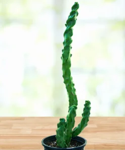 Spiral Totem Pole Cactus