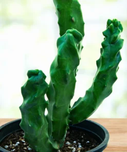 Spiral Totem Pole Cactus