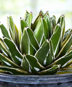Variegated Queen Victoria Agave