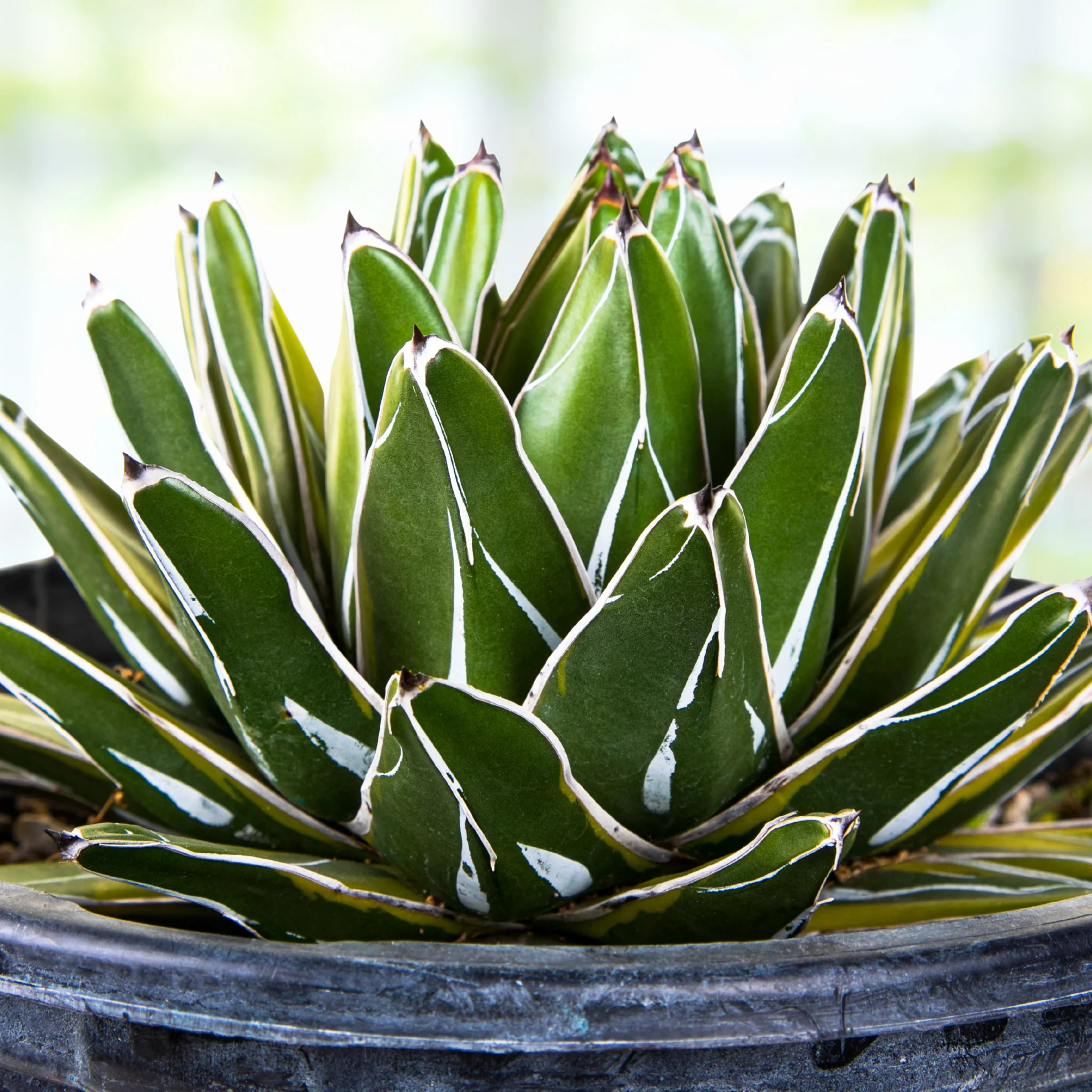 Variegated Queen Victoria Agave