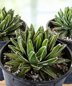 Variegated Queen Victoria Agave
