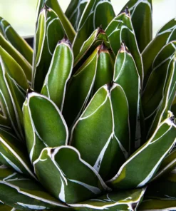 Variegated Queen Victoria Agave