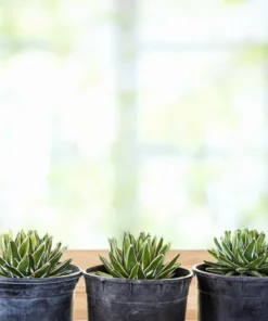 Variegated Queen Victoria Agave