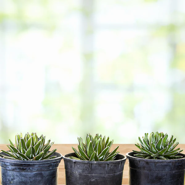 Variegated Queen Victoria Agave
